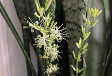 虎皮兰是不是会开花，怎么促使开花