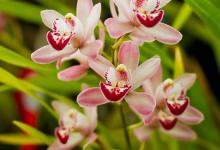 兰花花苞多久可以开花，长花苞后一直不开花怎么办