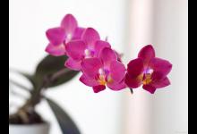 蝴蝶兰喜阴还是喜阳？该注意什么？