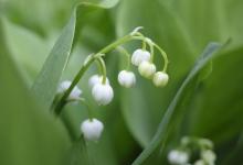 阳台如何养铃兰，需要注意什么