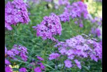 美女樱的养殖方法和注意事项