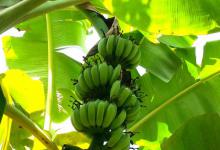 养芭蕉？这些养殖方法和注意事项要知道！