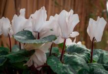 仙客来花叶倒下怎么办？