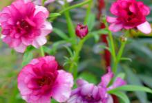 如何轻松繁殖花毛茛？一起来学习吧！