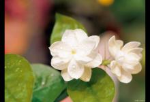 你知道吗？茉莉竟不能放卧室！