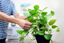 绿萝水培，根茎剪切法