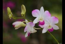 换盆后的花浇水，需要注意什么？