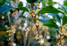 盆栽桂花施肥多了怎么办