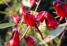 洛神花的花语和寓意，有什么传说故事