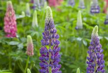 鲁冰花是什么花，习性特点有哪些