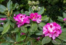 什么时候给杜鹃花喷施叶面肥效果更好？