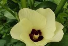 黄葵的养殖方法和注意事项