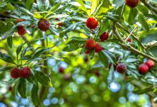 杨梅树叶子掉光了还能活吗