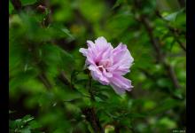 木槿花烂根怎么办