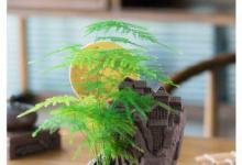 文竹养护：让卧室更清新