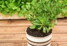 移栽花卉什么时候浇水