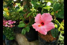 扶桑花换盆后叶子发蔫，原因与解决方法