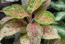 彩叶芋有毒吗，可以室内种植吗