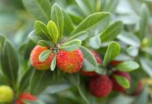 杨梅的特点，杨梅成熟时间