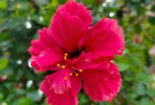 木槿的花语和寓意，有什么传说故事