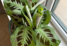 竹芋黄叶的原因和处理办法