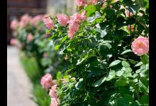 蔷薇的花语和寓意，适合送给什么人