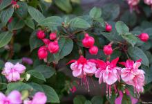 倒挂金钟一年开几次花？