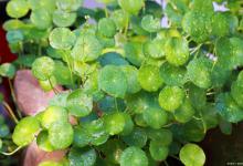 铜钱草黄叶的原因和处理办法