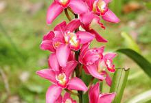 大花蕙兰烂根的救治方法