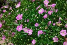 满天星叶子发黄怎么办