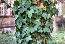 想要养好魔鬼藤？这里有几个小技巧！