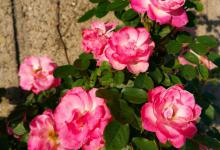 月季花黄叶的原因和处理办法