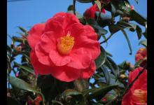 刚买的山茶花怎么上盆，茶花上盆的步骤方法