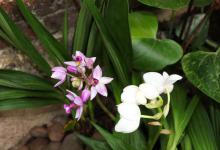 兰花可以用淘米水吗，浇花的兑水比例