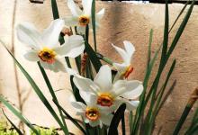 水仙花花骨朵干了还能开花吗