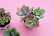 多肉换盆，是否需要修根？