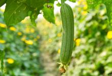 种丝瓜的最佳时间是什么时候