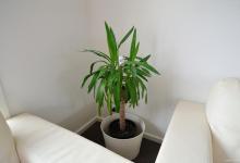 巴西木养殖，这些方法你不能错过！