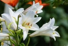 百合花蔫了怎么办