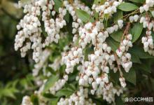 马醉木插水里能养多久