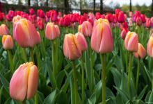 郁金香的最佳观赏时间和花后管理
