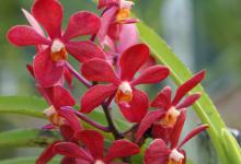 兰花喜欢水和阳光吗，浇水后可以晒太阳吗