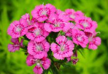阳台如何养石竹，需要注意什么
