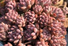 粉蔓的养殖方法和注意事项