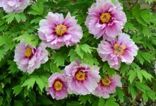 洛阳牡丹花什么时候开？你见过这美丽的画面了吗