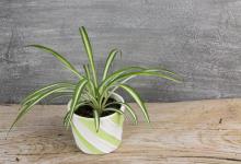 吊兰怎么养才能更旺盛？养好吊兰需要注意以下几点