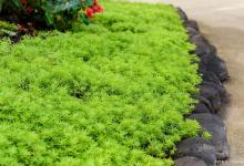 翠云草的养殖方法和注意事项