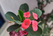 冬天开花的植物有蟹爪兰、虎刺梅、山茶花、报春花等