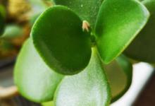 玉树烂根怎么办？