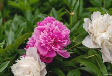 芍药为什么几年不开花